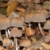 Glistening Ink Cap Coprinellus micaceus